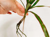 How to propagate a Dragon Tree (Dracaena)