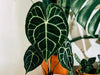 Why is my Anthurium Clarinervium dying? Causes and how to fix it