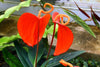 Anthurium Laceleaf