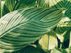 How to Grow and Care for a Philodendron Birkin