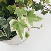 English Ivy 