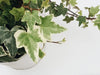 English Ivy Care