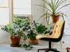 How to revive your dying office plants