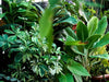 Tips for keeping your houseplants alive this winter