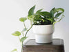 How to Prune your Pothos Plant – The Ultimate Guide