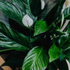 Peace Lily 