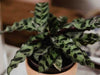 How to propagate a Rattlesnake Plant