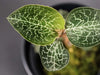 Why does my Jewel Orchid have brown leaves?