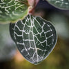 Jewel Orchid