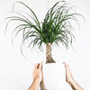 Ponytail Palm Care Guide