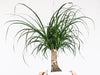 Why is my Ponytail Palm drooping?