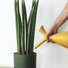 Sansevieria Fernwood Care Guide