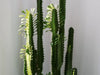 African Milk Tree Care Guide: How to Keep Your Euphorbia Trigona Thriving