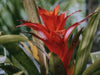 Guzmania Hope Care Guide: Tips and Tricks for a Healthy Plant