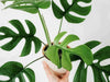 Are Monstera Plants Toxic to Dogs and Cats?