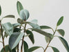 Why and How to Clean Your Houseplants