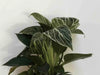 Why does my Philodendron Birkin have brown leaves?