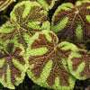 Iron Cross Begonia
