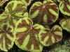Brown Leaves on Iron Cross Begonia (Causes and Solutions)