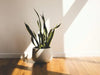 10 Houseplants that can Tolerate Direct Sunlight