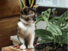 The 10 Best Cat Safe Houseplants