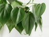 How to Propagate a Pothos Plant