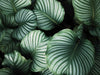 14 Beautiful Houseplants with Striped Leaves