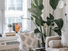 The Best Houseplants for West Facing Windows