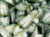 11 Houseplants with Green and White Variegated Leaves