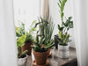 Top 12 Houseplants for Beginner Plant Parents