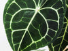 What Causes Brown Leaves on Anthurium Clarinervium plants