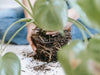 How to Repot your Houseplants Properly