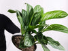 How to propagate a Chinese Evergreen