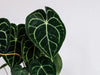 Why does my Anthurium Clarinervium have curling leaves?
