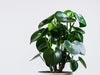 6 Common Raindrop Peperomia Problems And How To Fix Them