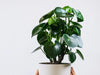 Raindrop Peperomia Care Guide