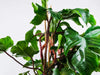 How to Care for a Philodendron Squamiferum