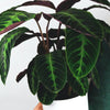 Calathea Jungle Velvet