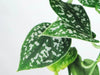 Why does my Satin Pothos have yellow leaves? Causes and Solutions