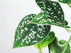 How to propagate a Satin Pothos plant