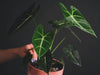 How to Care for a Green Velvet Alocasia ‘Frydek’
