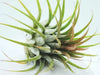 How to propagate an Air Plant | Step by Step Methods
