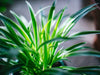 Why is my Spider Plant drooping and soft? Causes and Solutions