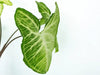 Why is my Arrowhead Plant dying? Causes and Solutions