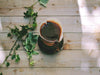 Using Coffee Ground for Houseplant Care? Here’s everything you need to know