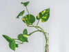 Devil’s Ivy Care Guide: How to Grow a Pothos