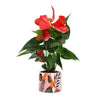 6 In. Red Anthurium Live House Plant in Multi-Colored Ceramic Pot