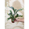 Staghorn Fern Hanging Basket Live Plant in 4 In. Hanging Pot Platycerium Bifurcatum Extremely Rare