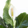 Peace Lily Spathiphyllum Sympathy Live Plant in 9.25 Inch Grower Pot