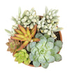 Live Succulent Garden Plant Gift, Drought Tolerant Succulents in 5" Clay Pot
